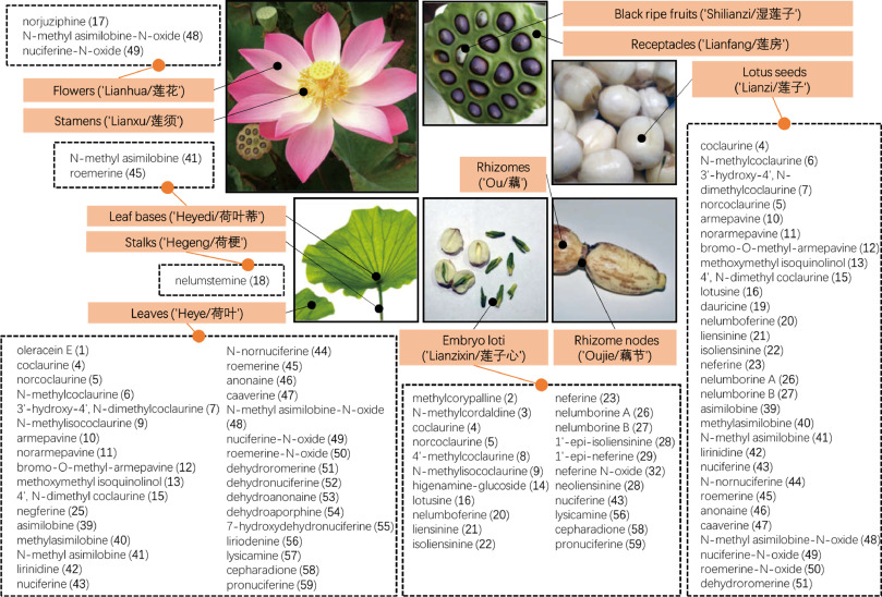 Oriental Lotus Treatment